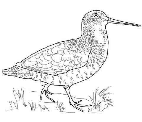 Woodcock Bird Coloring Page